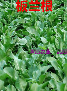 保健中药特菜种子板蓝根种子板兰根大青叶种子5g 彩包春播促销