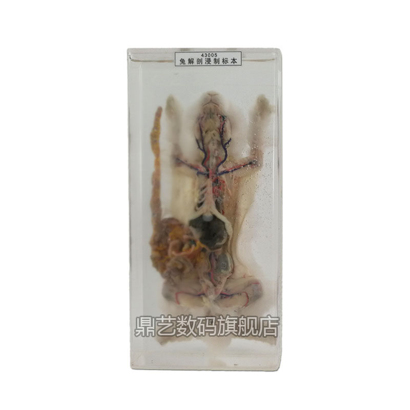 兔解剖浸制标本中学生物教学仪器幼教教具 鼎艺数码旗舰店 淘优券
