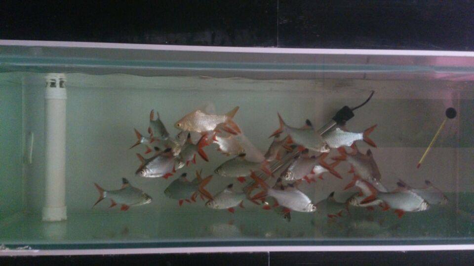 金凤鱼 银凤鱼 泰国鲫 金元宝银元宝 双线侧 热带鱼【批发】