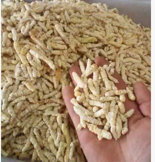 白泽兰根 泽兰 地蚕 草食蚕 草石蚕包邮 土冬虫草 白冬虫草 500克