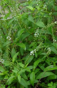 山里宝 新鲜现采生星宿草 大田基黄假辣蓼、泥鳅菜山村田边青草