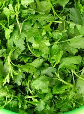 南京产菊花脑菊花菜蔬菜菊花叶涝头新鲜绿色包邮吃的野菜一斤