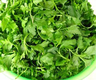 南京产菊花脑菊花菜蔬菜菊花叶涝头新鲜绿色包邮吃的野菜一斤