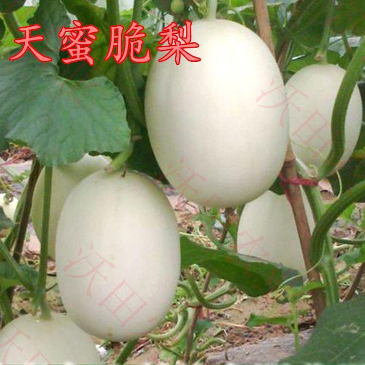 脆梨甜瓜种籽白甜瓜天蜜脆梨种子白香瓜种子超甜高产四季蔬菜包邮