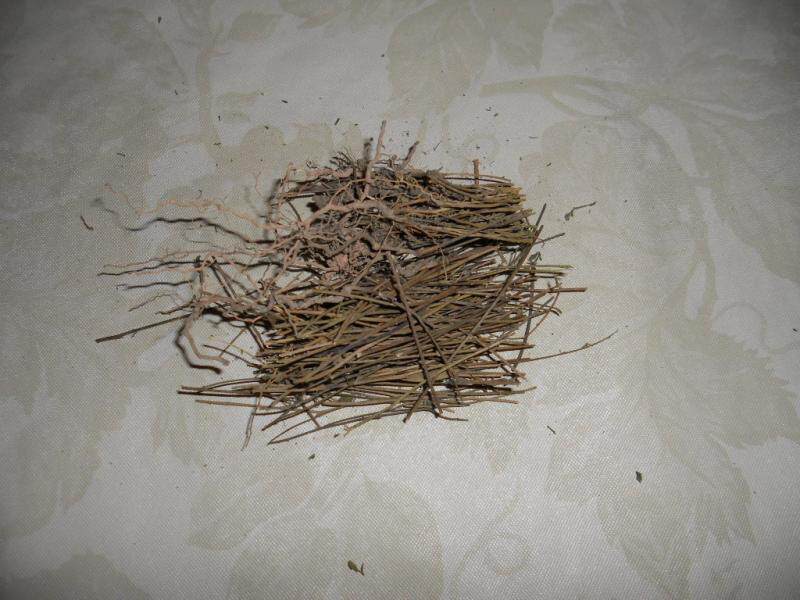 草药材药用植物青春期青少年儿童防流鼻血偏方专用野生止血中草药