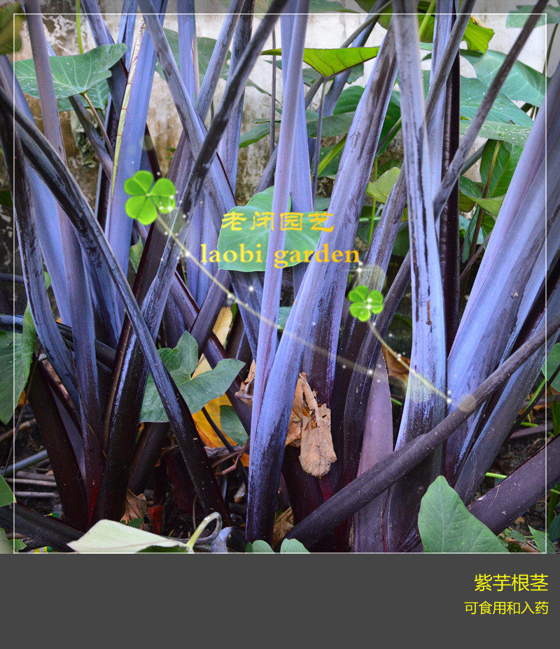 紫水芋广菜 紫杆叶用芋 紫色滴水观音 可以吃的紫海芋 野菜盆栽