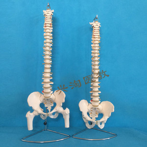 脊椎附骨盆和半腿骨股骨头人体骨骼模型可弯曲全身脊柱仿真1:1