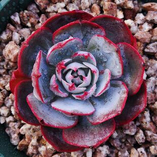 多肉植物 韩国进口多肉叶片「欧版阿美星」贵货正版叶片 叶插