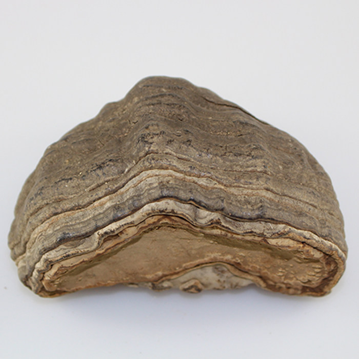 千德灵芝野生木蹄层孔菌 马蹄子灵芝 野生灵芝 100克