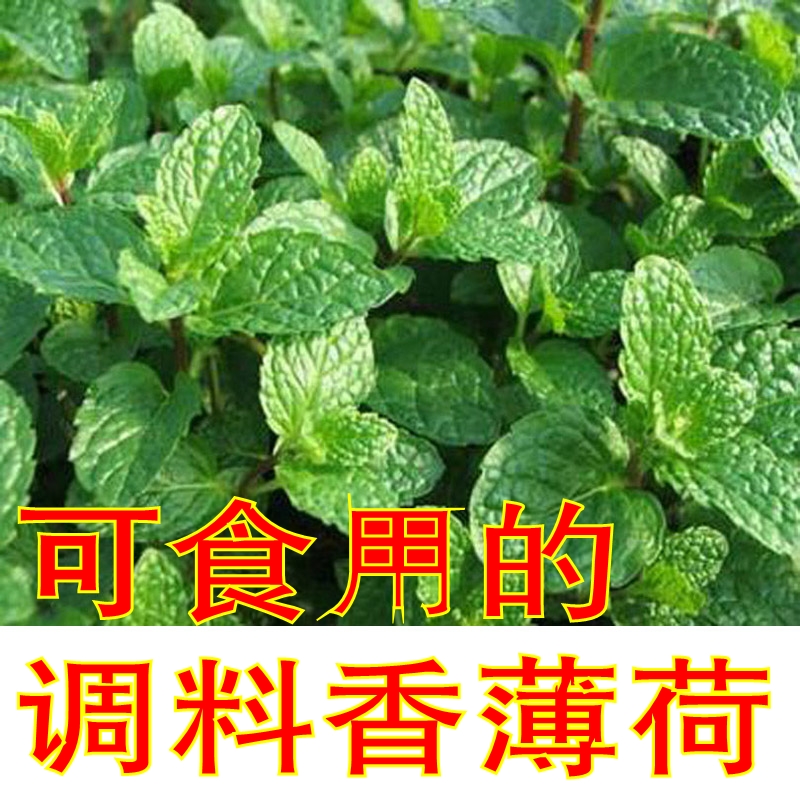农家种植调料三种食用香薄荷　驱蚊草苹果薄荷草香草带根种苗