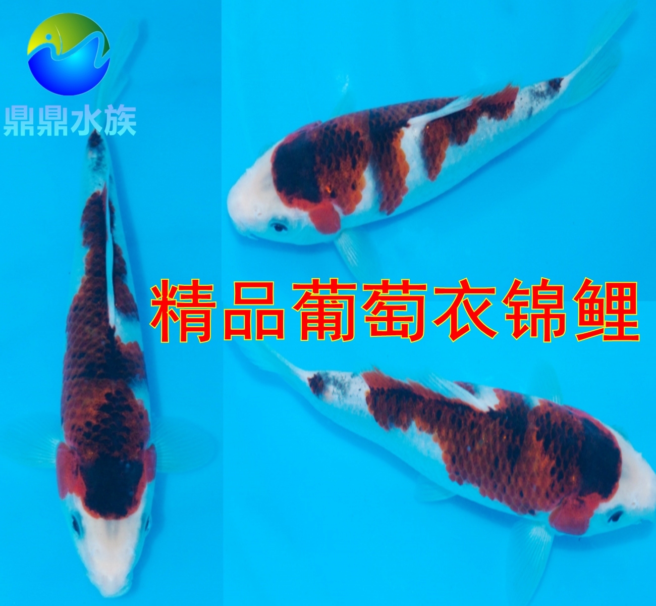 观赏鱼纯种日本锦鲤葡萄衣锦鲤鱼活体宠物鱼风水鱼冷水鱼包活