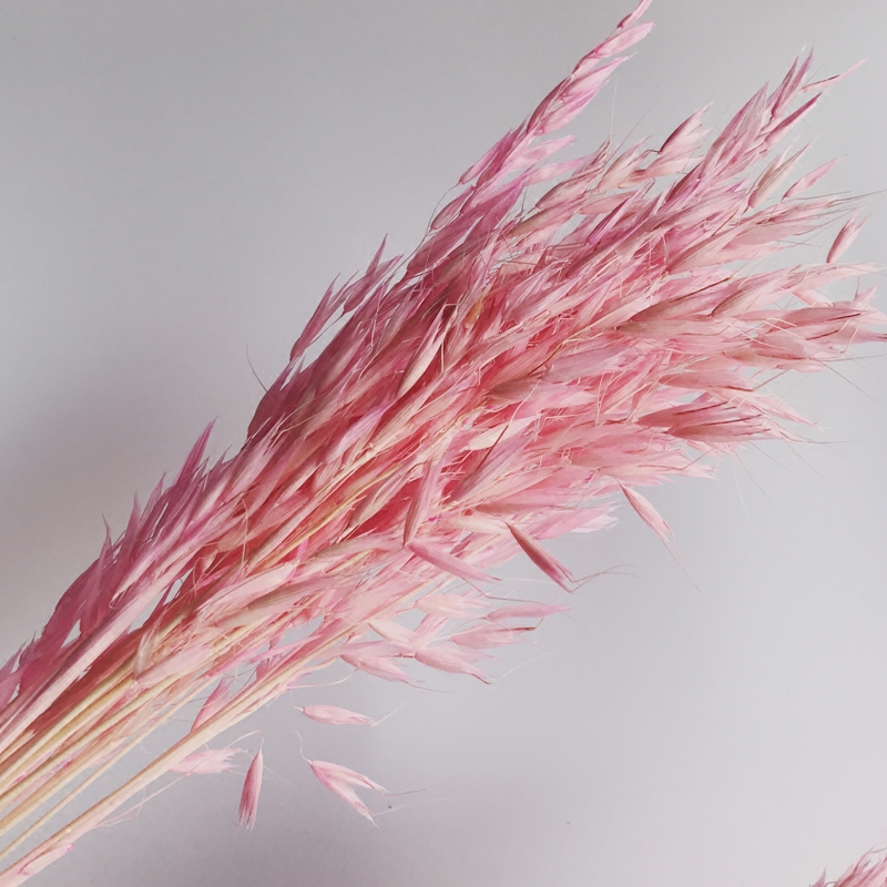 麦穗干花天然客厅装饰室内摆件粉色白色燕麦清新韩系拍摄道具