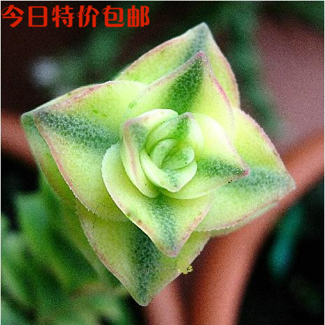 Ò¶×ÓÂÌ ¶àÈâÖ²Îï ÈâÈâÅú·¢ Ê®×ÖÐǽõ ÐÇÒÒÅ® º«¹ú¶àÈâ Âú39°üÓÊ