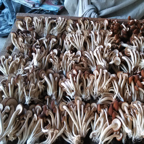 云南土特产茶树菇干货