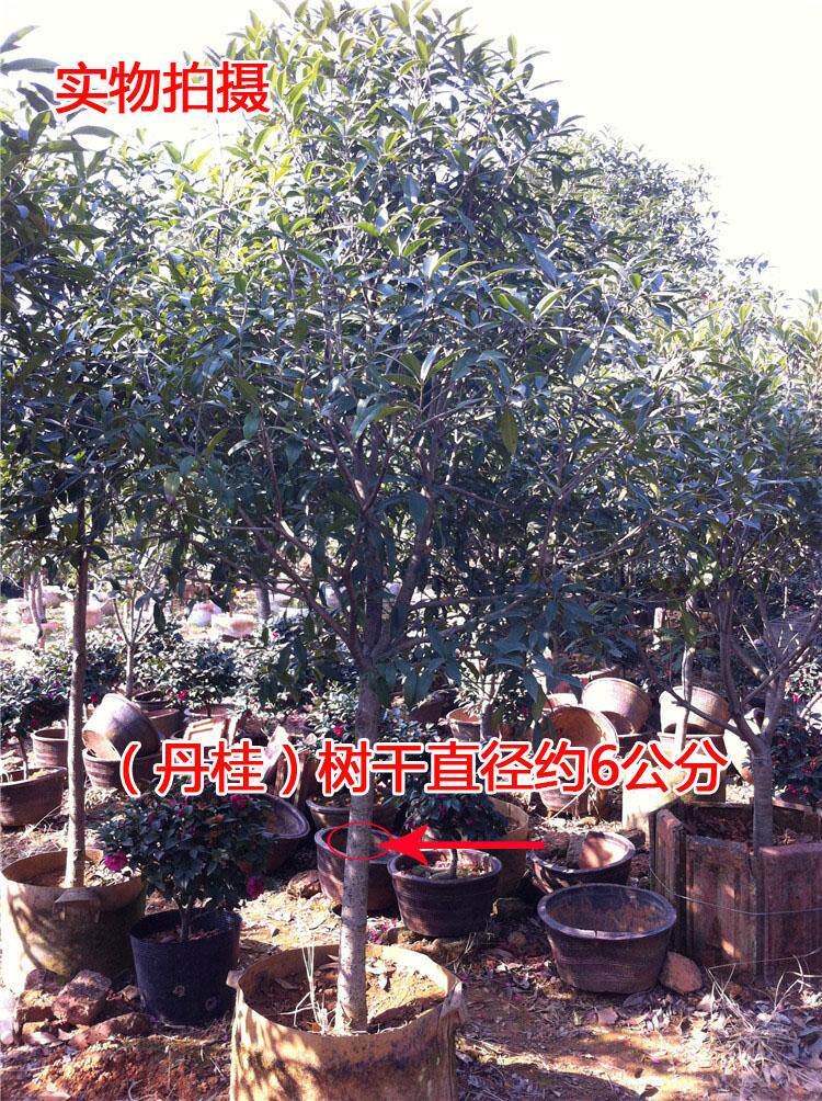 丹桂树 桂花树 绿化树苗 四季常青 盆栽种植 庭院绿化 香气浓郁