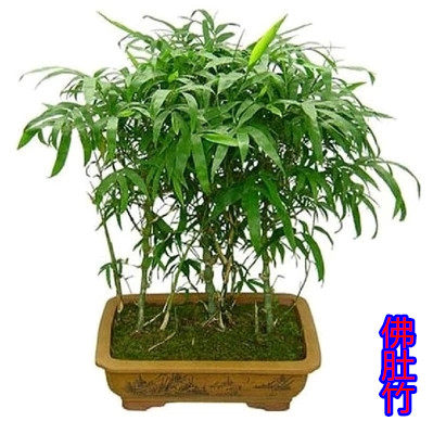 佛肚竹罗汉竹苗竹子佛肚竹盆景苗佛肚竹大佛肚竹盆栽苗水培竹