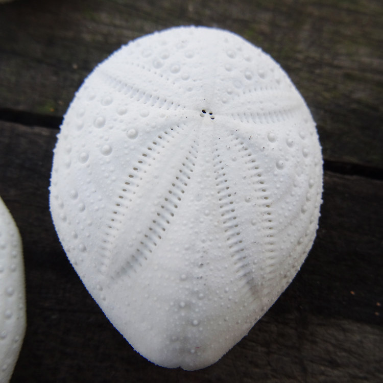 5cm左右 白色海胆 海螺贝壳海星 地台家居 装饰 婚庆