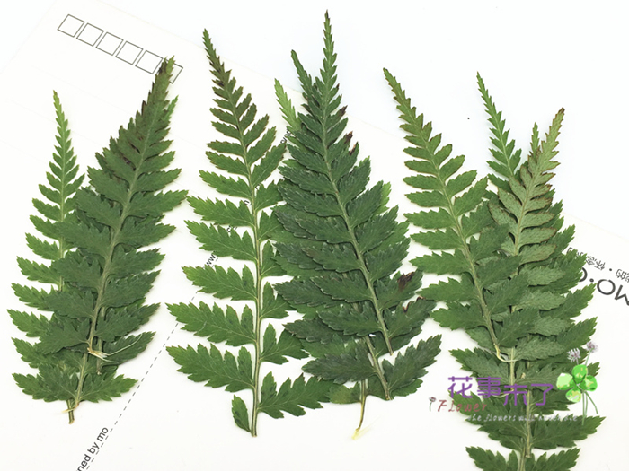 天然植物植物标本树叶