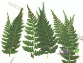 植物教学标本 天然滴胶干花手机壳diy 候腿蕨广豆叶 干花押花压花