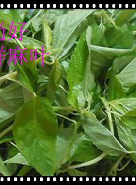包邮麻叶潮汕麻叶种植广东美食应季蔬菜时价广东美食新鲜蔬菜0