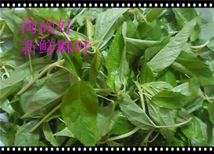 包邮麻叶潮汕麻叶种植广东美食应季蔬菜时价广东美食新鲜蔬菜0