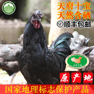 青青巴山农家活鸡笨鸡土鸡散养10月以上万源旧院黑鸡土公鸡1500g