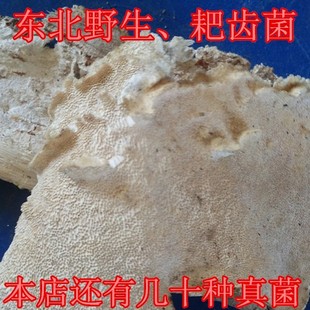 东北天然野生 耙齿菌 白耙齿菌 50克包邮