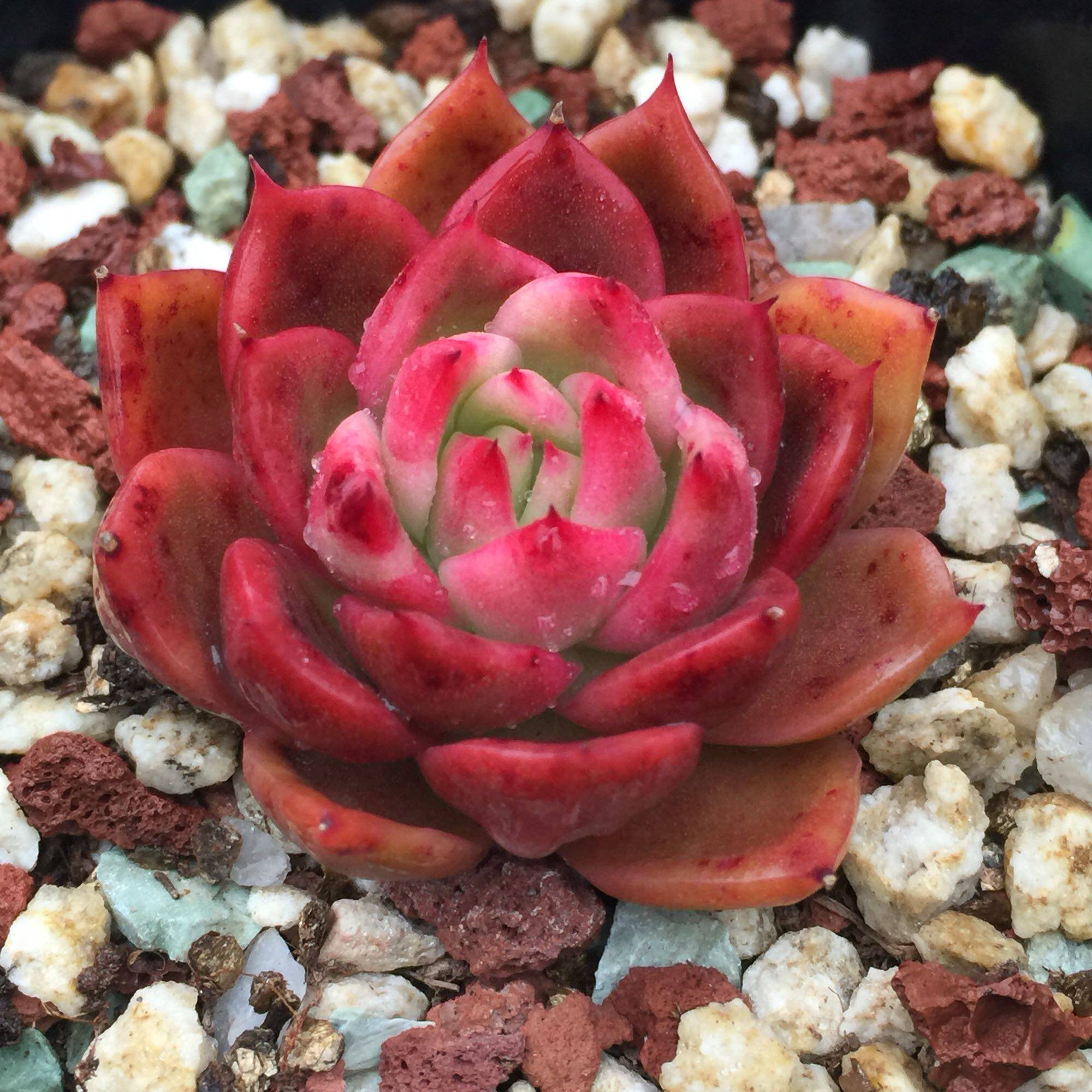 进口 多肉植物 日版 红女巫