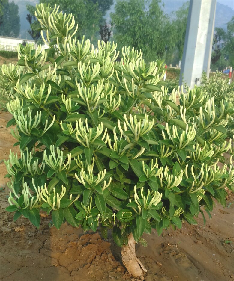 北花一号四季树形金银花 金银花苗 大苗 盆景 阳台花卉 10株包邮