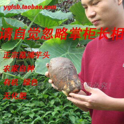 广西正宗荔浦芋头仙槟榔芋毛芋香芋纯绿色农家自种新鲜蔬菜5斤装