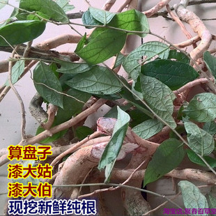 新鲜现挖算盘子根漆大姑根漆大伯根毛漆毛七公 纯根500克顺丰
