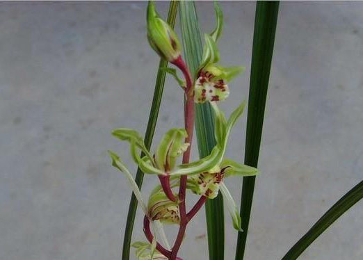 清仓价精品 叶花双艺寒兰花漂亮杨贵妃 花浓香秋冬开花