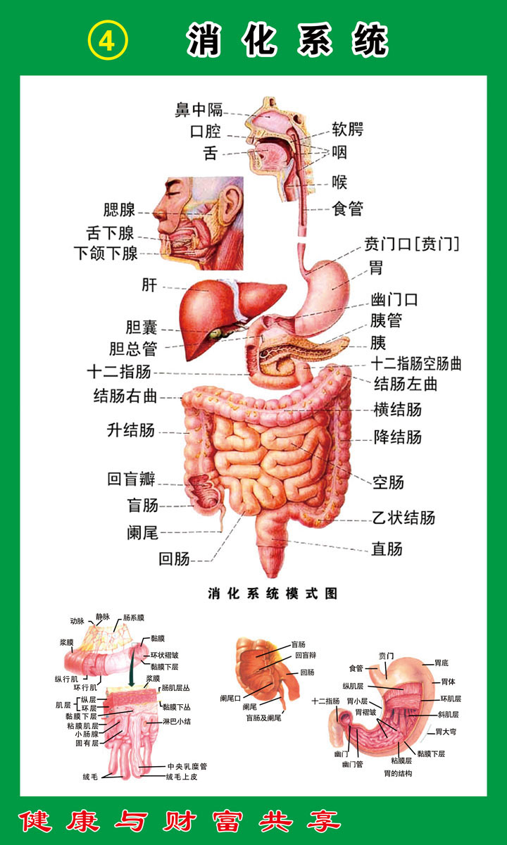 海报印制写真展板324素材112消化系统挂图