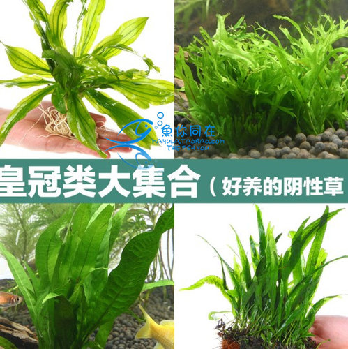 铁皇冠细叶铁鹿角铁草中后景水草