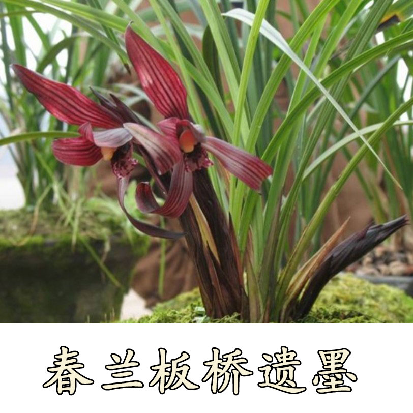 正品兰花高档春兰板桥遗墨浓香型红花易养易开花植盆栽 免邮