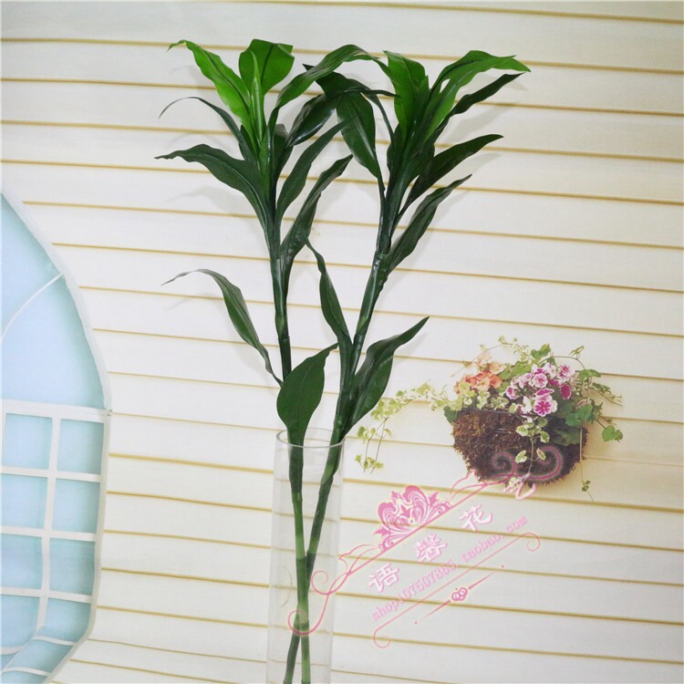 富贵竹田园乡村房间绿植装饰花