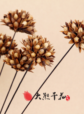 云南千舌玉兰小型落地装饰花
