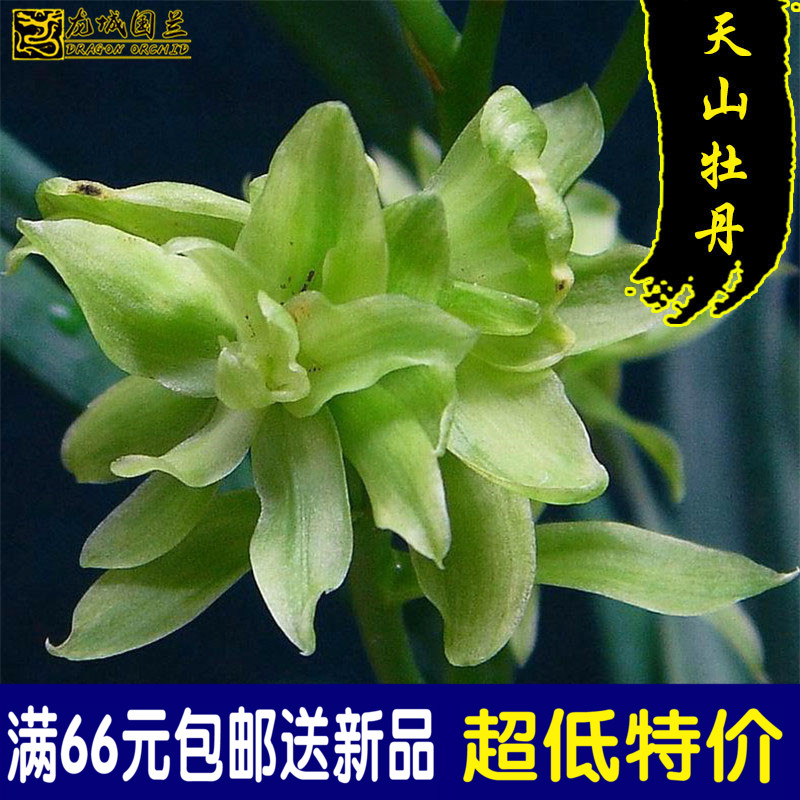 建兰四季兰花苗 天山牡丹 夏带奇花浓香花苞出售好养易活花卉盆栽