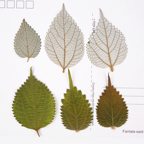 苎麻压花押花干花植物教学标本