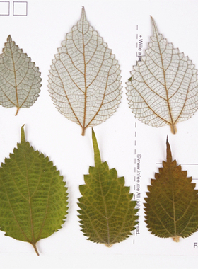 苎麻叶玉麻叶苧麻 压花押花干花 植物教学标本 pressflowers 12片