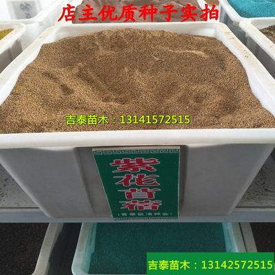 种子耐寒耐旱多年生紫花苜蓿