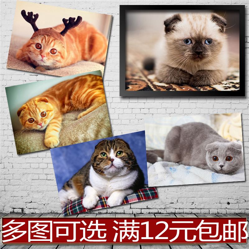 折耳猫猫咪宠物动物科普客厅装饰画