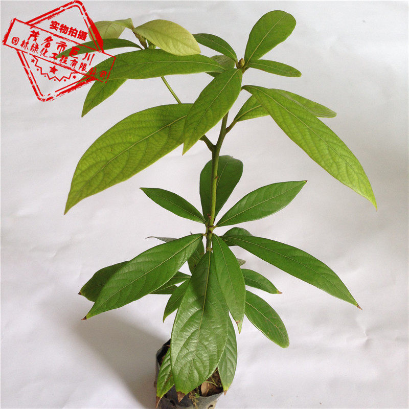 正宗金丝楠木树苗 名贵树苗 苗木