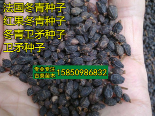 新采冬青种子冬青树种子红果冬青法国冬青种子 冬青卫矛种子