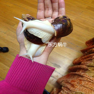 白玉蜗牛/宠物蜗牛活体/学生观察课专用蜗牛/美容蜗牛食用蜗牛