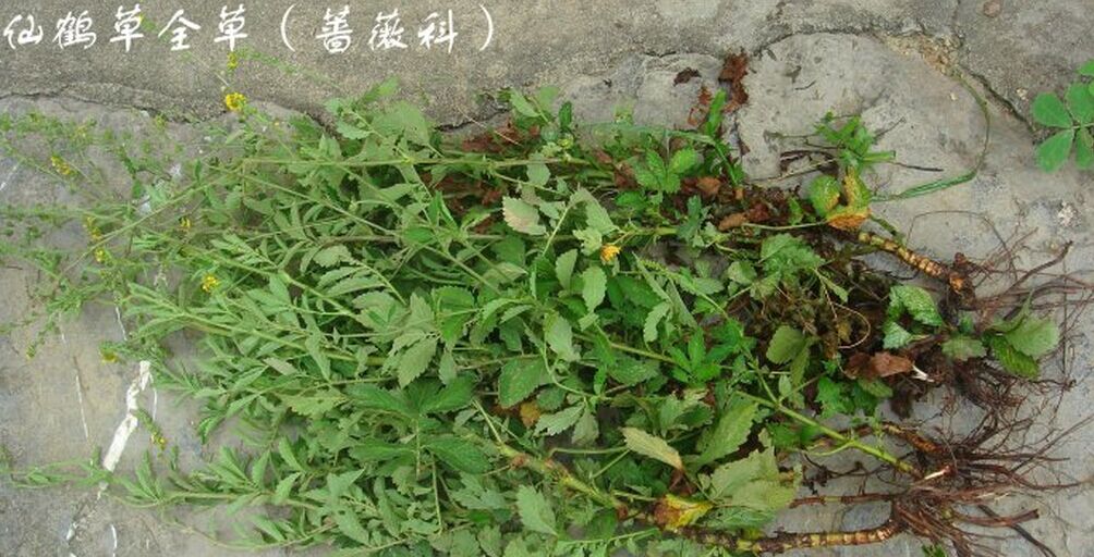 中草药仙鹤草 野狼牙 脱力草 老牛筋 龙牙草 新货干品