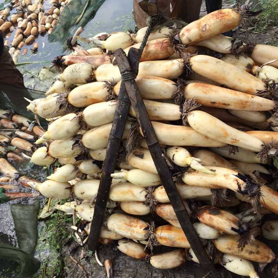 多地包邮 宝应新鲜莲藕1500G  不带泥 即食煲汤