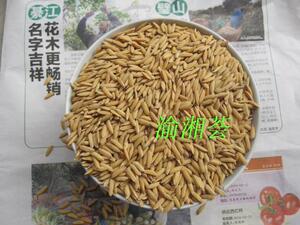 渝湘荟 高山稻谷 带壳大米 仓鼠 鸟类 禽类食物