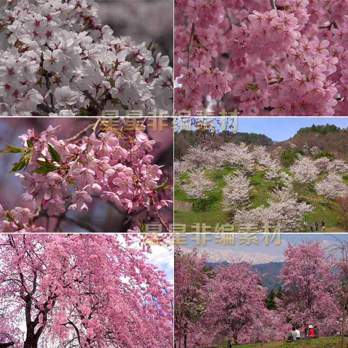 春天樱花盛开美景游客赏花樱花特写高清实拍视频素材