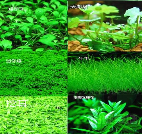 迷你牛毛水草素材模板 迷你牛毛水草图片下载 小麦优选